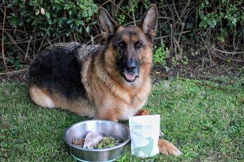 Coastal Canine Essential Amino Boost Review