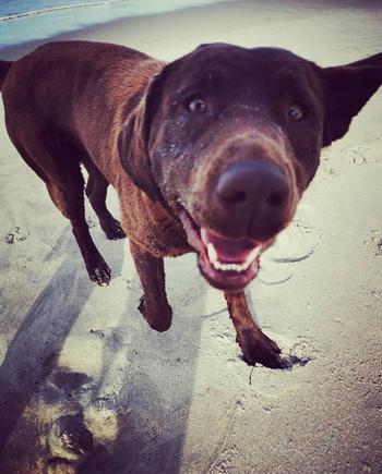 Coastal Canine Essential Amino Boost Review