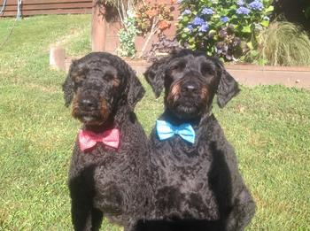 Coastal Canine Essential Amino Boost Review