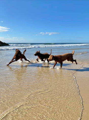 Coastal Canine Essential Amino Boost Review