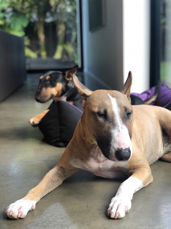 Coastal Canine Essential Amino Boost Review