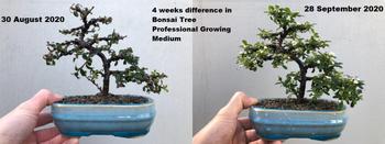 Bonsai Tree Professional Growing Medium Review