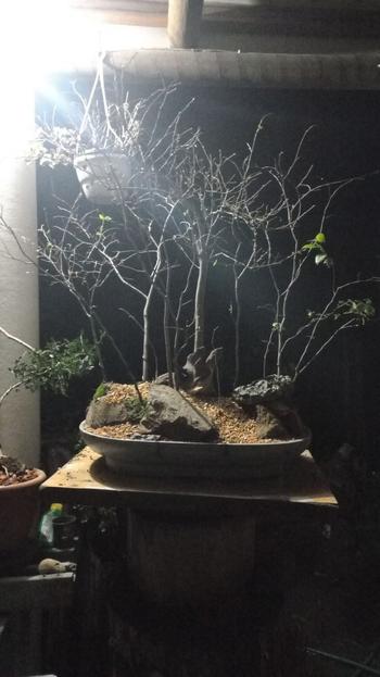 Bonsai Tree Mopane root Review