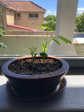 Bonsai Tree Acacia Bonsai Growing Kit Review