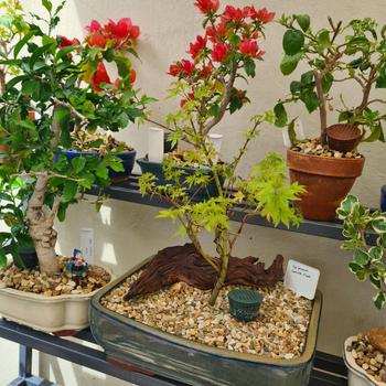 Bonsai Tree 1-for-all Multipurpose Fertilizer Review