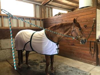 Performance Horse Blankets Oasis Summer Turnout Review