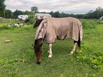 Performance Horse Blankets Horseware Mio Fly Sheet Review