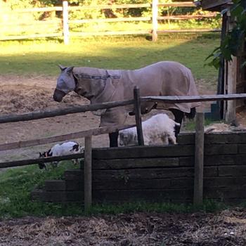 Performance Horse Blankets Rambo Techni-Waffle Cooler Review