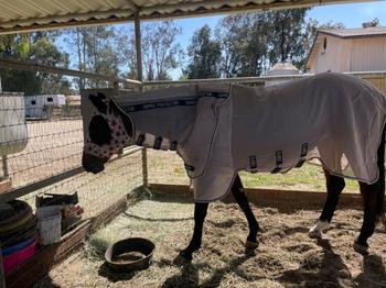 Performance Horse Blankets WeatherBeeta ComFiTec with Therapy-Tec Channel Quilt Detach-a-Neck Medium Stable Blanket Review