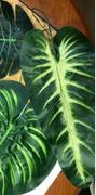 Hansel & Gretel Green Artificial Monstera Leaves Review
