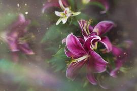 Lensbaby OMNI Flare Expansion Pack Review