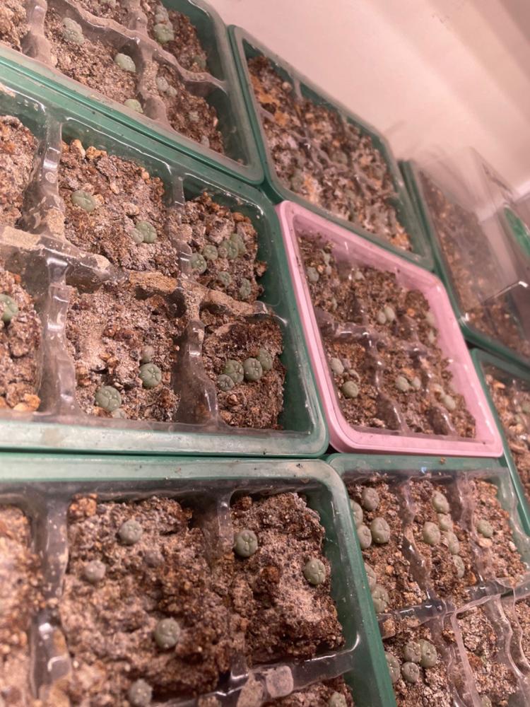 DynaVap Glass Stem - Customer Photo From Kaelen Delcastillo