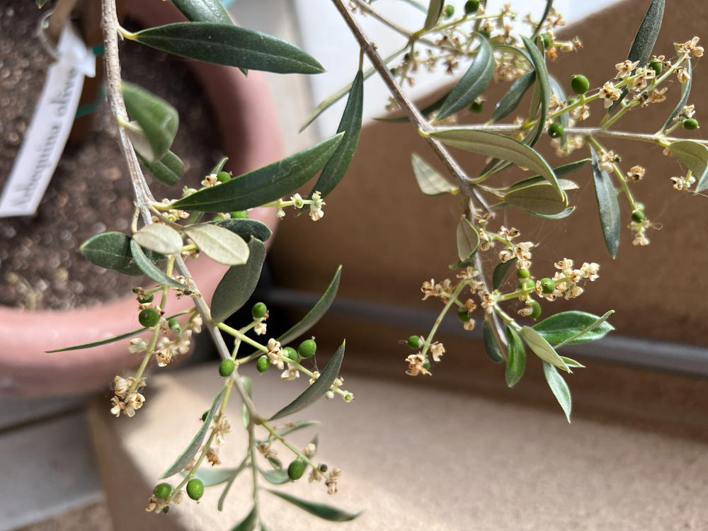 California Grown Arbequina Olive Trees For Sale Fastgrowingtrees