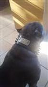 Pit Bull Gear NJ1 - 2 1/2 Name Plate Spiked Collar Review