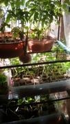 4Patriots Victory Garden Seed Vault Review