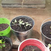 4Patriots Victory Garden Seed Vault Review