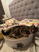 Jin Designs CatLoaf Luxury Cat Scratcher Bed - Dark Grey Review