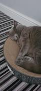Jin Designs CatLoaf Luxury Cat Scratcher Bed - Dark Grey Review