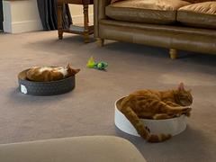 Jin Designs CatLoaf Luxury Cat Scratcher Bed - Dark Grey Review