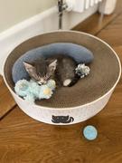 Jin Designs CatLoaf Luxury Cat Scratcher Bed - Dark Grey Review