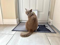 Jin Designs Sitting Cat Doormat, Close Up Review