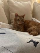 Jin Designs Cat Collection Blanket Review