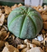 Planet Desert Euphorbia obesa Basketball Plant Review