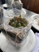 Planet Desert Gymnocalycium tucavocense damsii Review