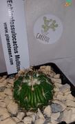 Planet Desert Echinofossulocactus multicostatus  Brain plant  Review