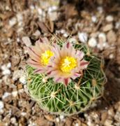 Planet Desert Echinofossulocactus multicostatus ' Brain plant ' Review