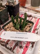 Planet Desert Stapelia scitula Review