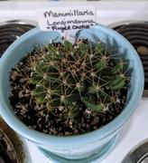 Planet Desert Mammillaria longimamma Review