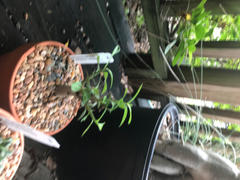 Planet Desert Adenium arabicum bonsai Review