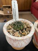 Planet Desert Lobivia acanthoplegma v. roseiflora Review