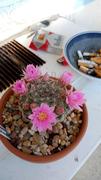 Planet Desert Mammillaria sempervivi Review