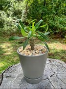 Planet Desert Pachypodium lamerei Madagascar Palm Plant Review