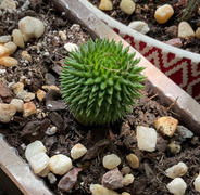 Planet Desert Euphorbia susannae Review