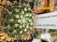 Planet Desert Notocactus roseoluteus Review