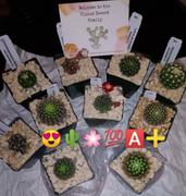 Planet Desert Notocactus roseoluteus Review
