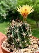 Planet Desert Hamatocactus setispinus Review
