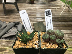 Planet Desert Sulcorebutia rauschii Review