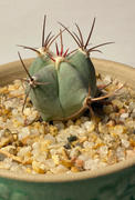 Planet Desert Echinocactus ingens Review