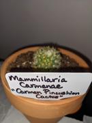 Planet Desert Mammillaria carmenae Review