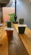 Planet Desert Mexican Fence Post Cactus 'Pachycereus marginatus' Review