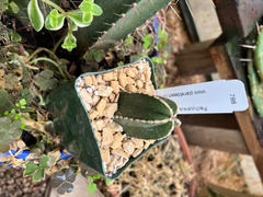 Planet Desert Mexican Fence Post Cactus 'Pachycereus marginatus' Review