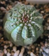 Planet Desert Euphorbia obesa hybrid Review