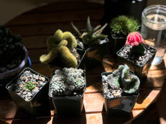 Planet Desert Gymnocalycium mihanovichii hibotan pink Review