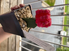 Planet Desert Gymnocalycium mihanovichii hibotan pink Review