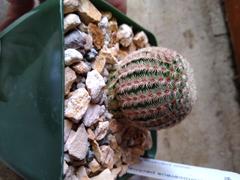 Planet Desert Lace hedgehog cactus - Echinocereus reichenbachii Review