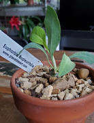 Planet Desert Euphorbia blupleurifolia Review